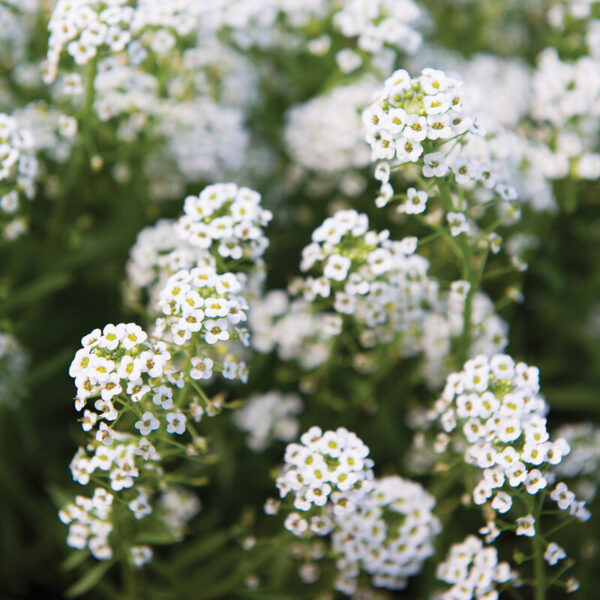 Alyssum (Sweet Alyssum)