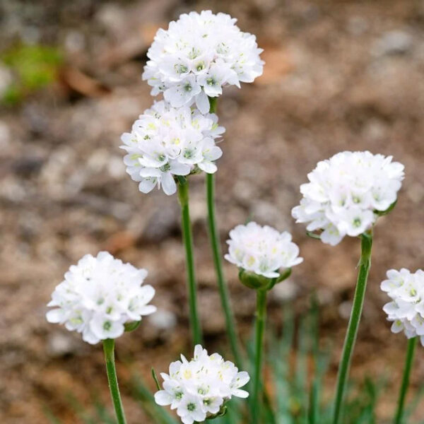 Armeria (Morning Star White)