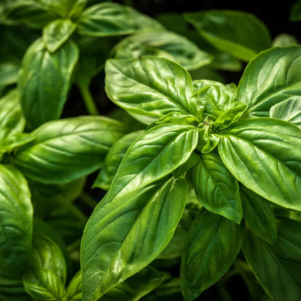 Basil (Genovese)