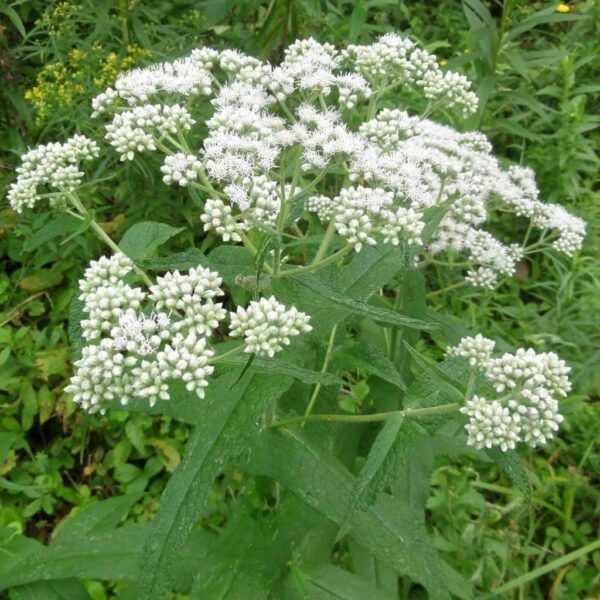 Boneset