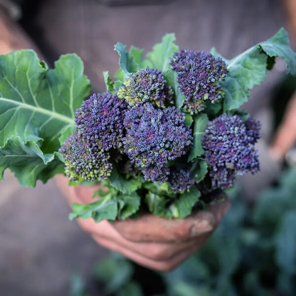 Broccoli (Early Purple Sprouting)