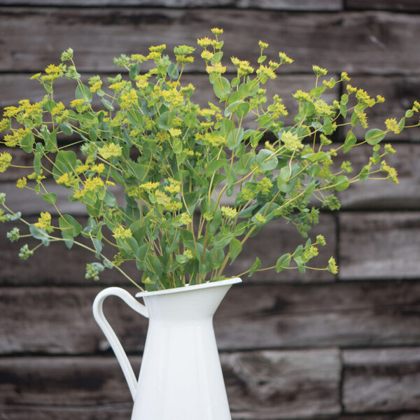 Bupleurum (Green Gold)