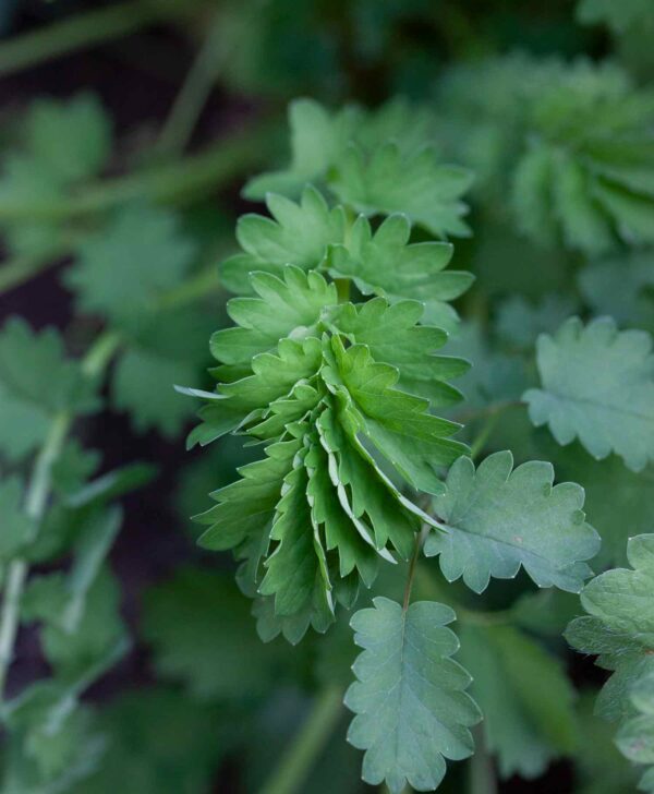 Burnet (Salad)