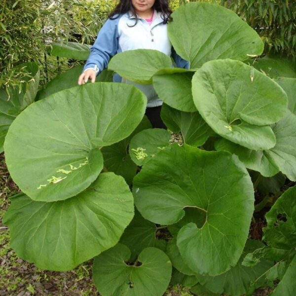 Butterbur