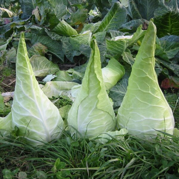 Cabbage (Filderkraut)