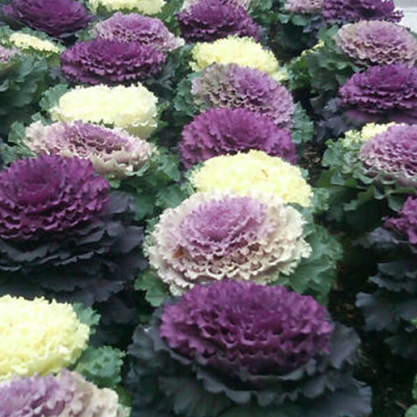 Cabbage (Flowering)