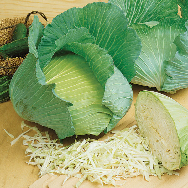 Cabbage (Premium Late Flat Dutch)