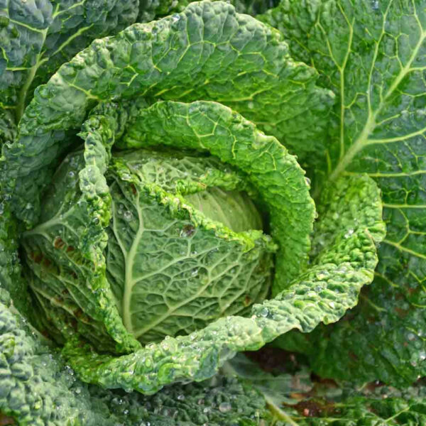 Cabbage (Savoy Perfection)