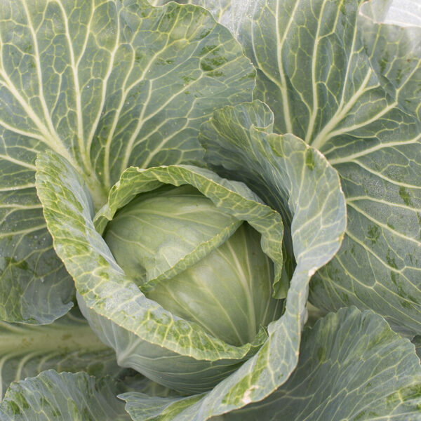 Cabbage (Storage #4)