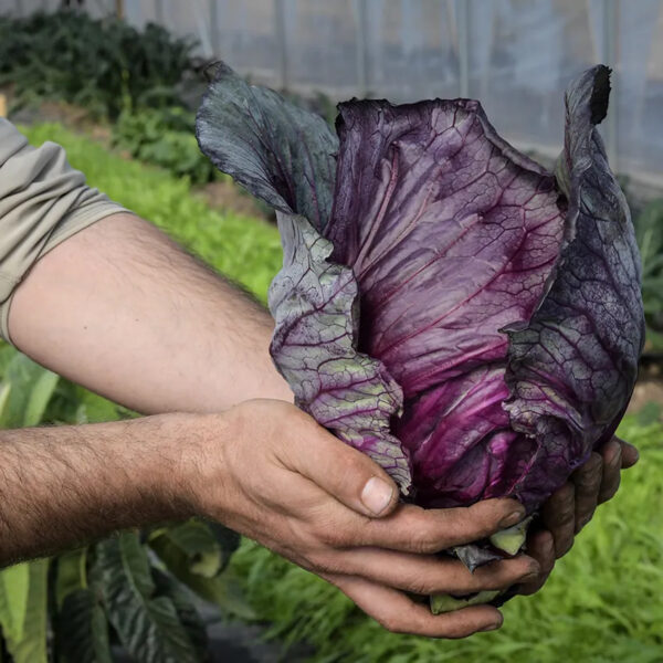 Cabbage (Tete Noire)