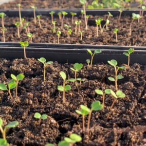 Seedlings