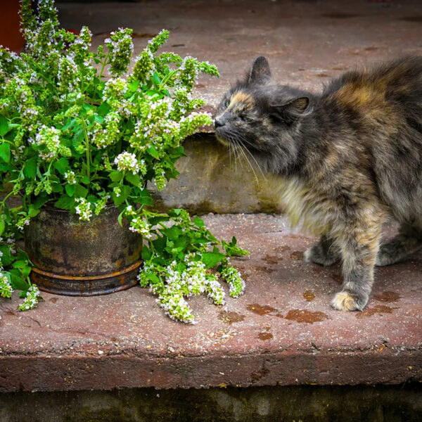 Catnip