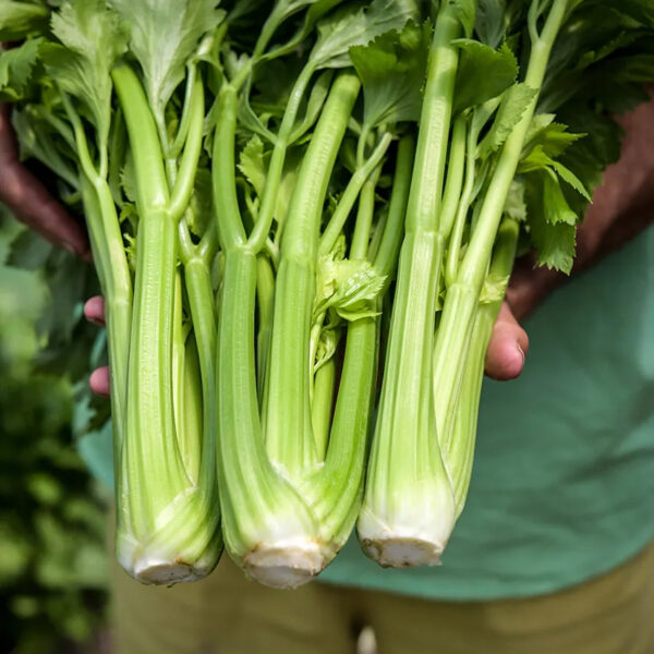 Celery (D'Elne)