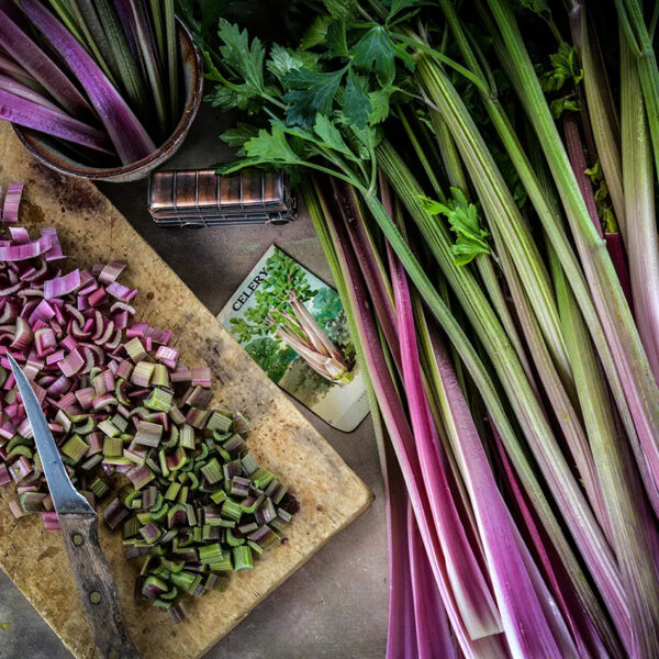 Celery (Giant Red)