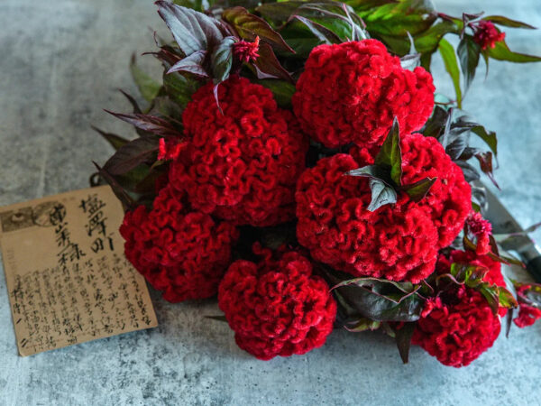 Celosia (Higyoku Red)