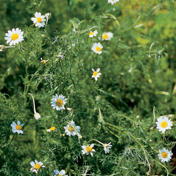 Chamomile (Roman)