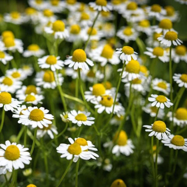 Chamomile (Zloty Lan)