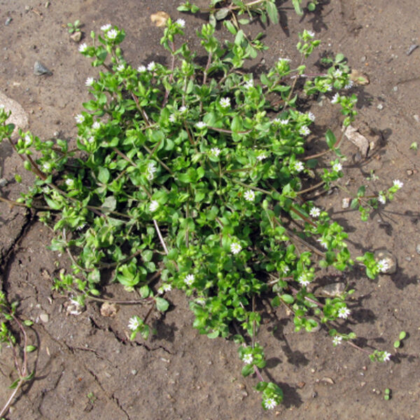 Chickweed (Common)