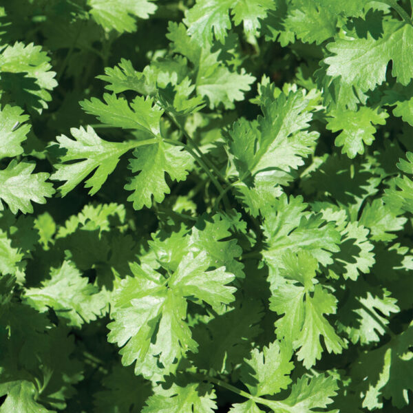 Cilantro (Calypso - Slow Bolt)