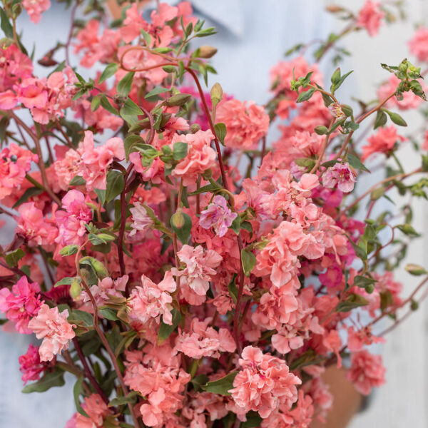 Clarkia (Elegant Salmon)