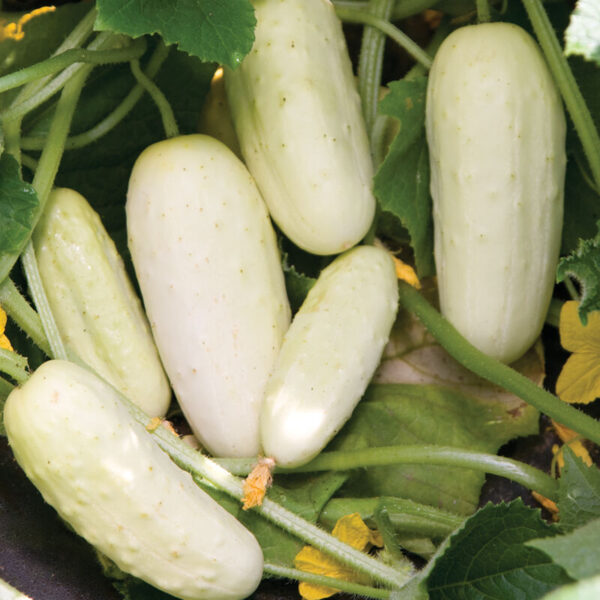 Cucumbers (Salt & Pepper)