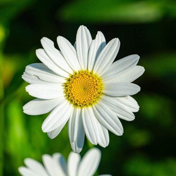 Daisy (Pyrethrum)