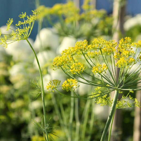 Dill (Bouquet)