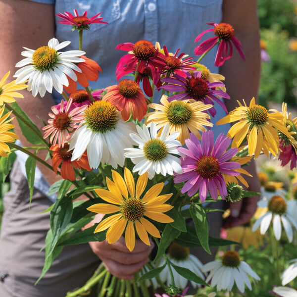 Echinacea (Paradiso Tall Mix)