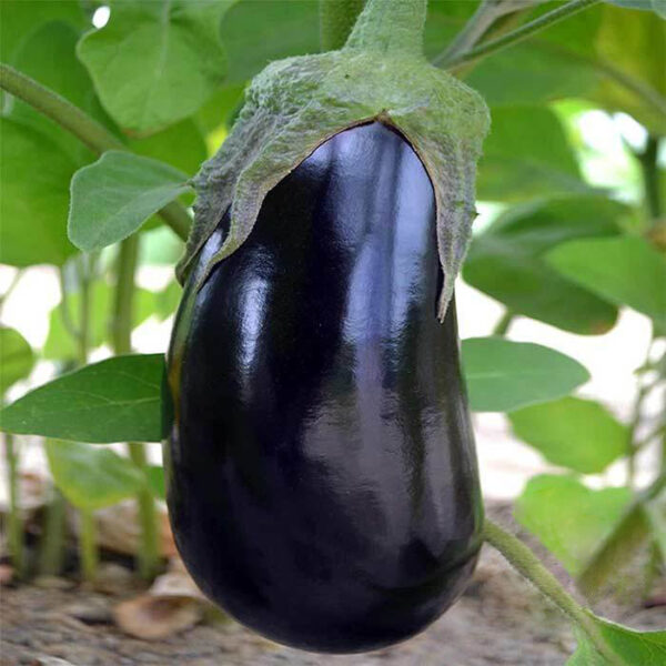 Eggplant (Black Beauty)