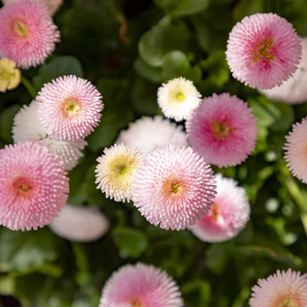 English Daisy (Double Mixed Colors)