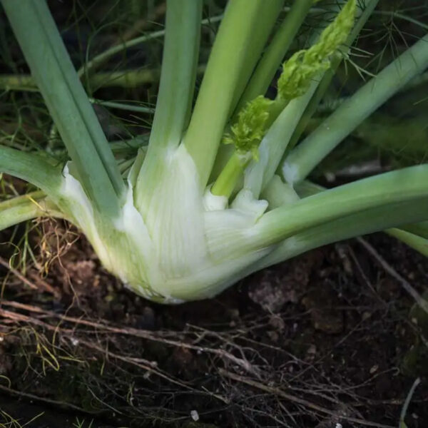 Fennel (Florence)