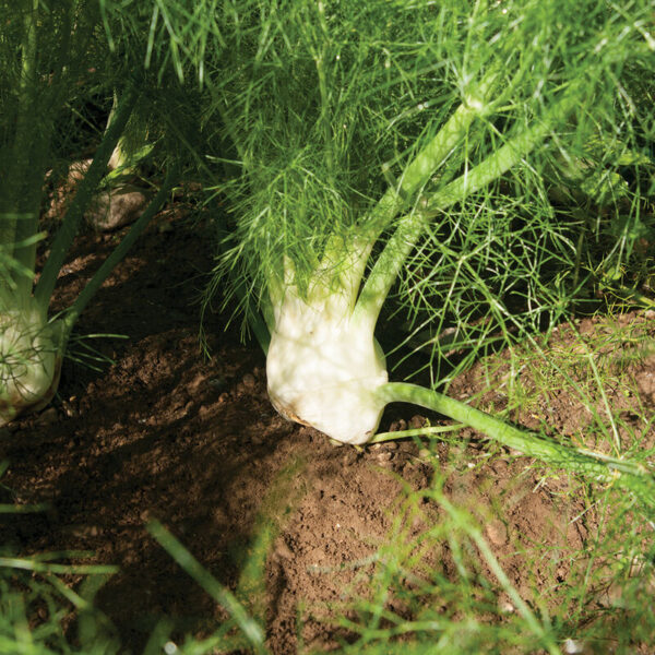 Fennel (Orazio)