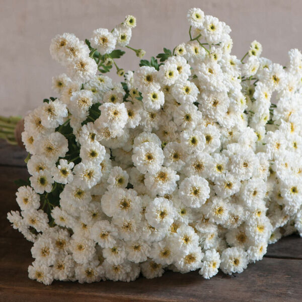 Feverfew (Medicinal)