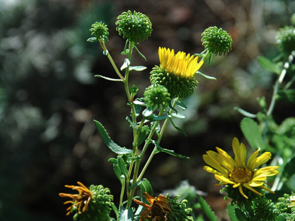 Gumweed (Grindelia)