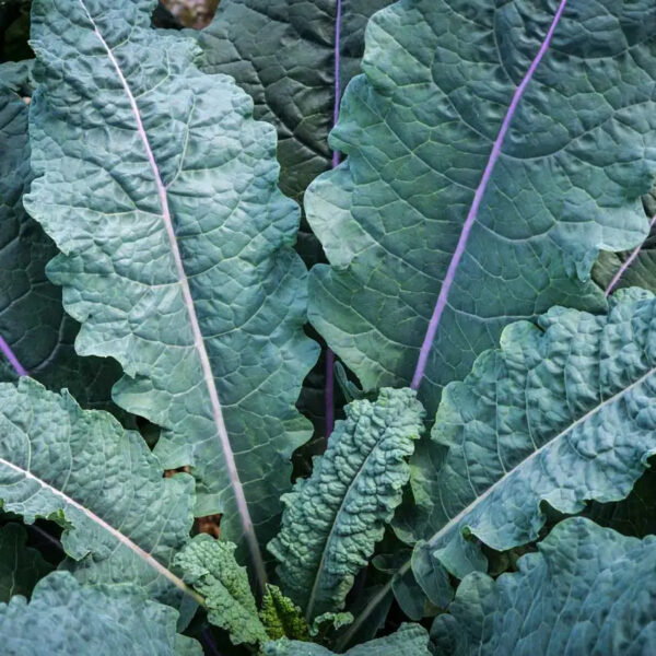 Kale (Dazzling Blue)