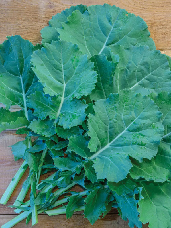 Kale (Premier)