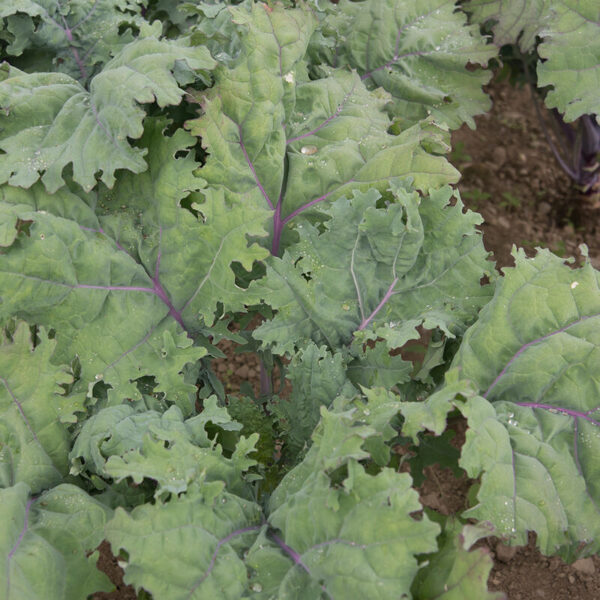 Kale (Red Russian)