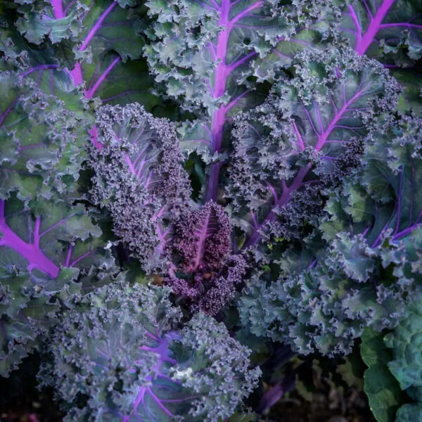 Kale (Scarlet)