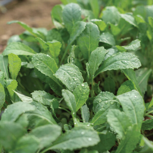 Kale (Toscano)