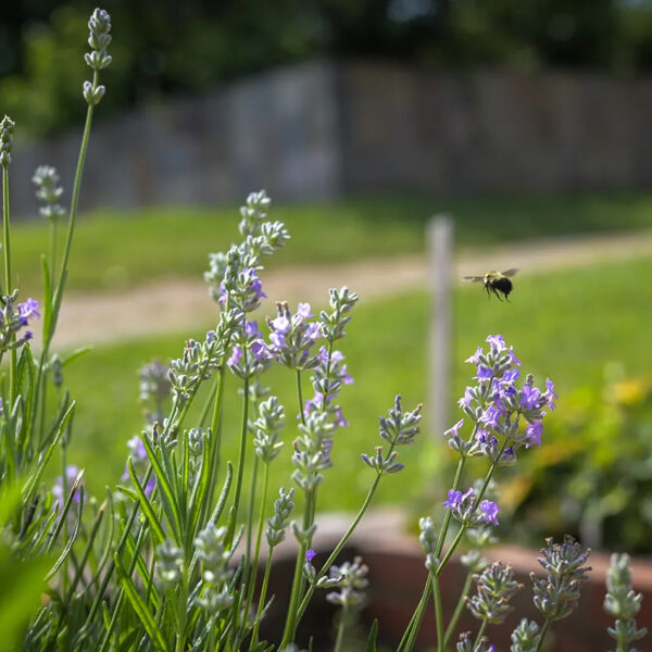 Lavender (Munstead)