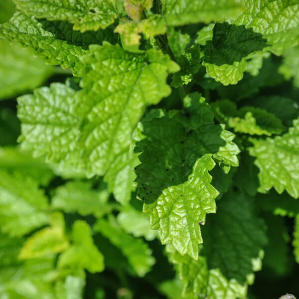 Lemon Balm