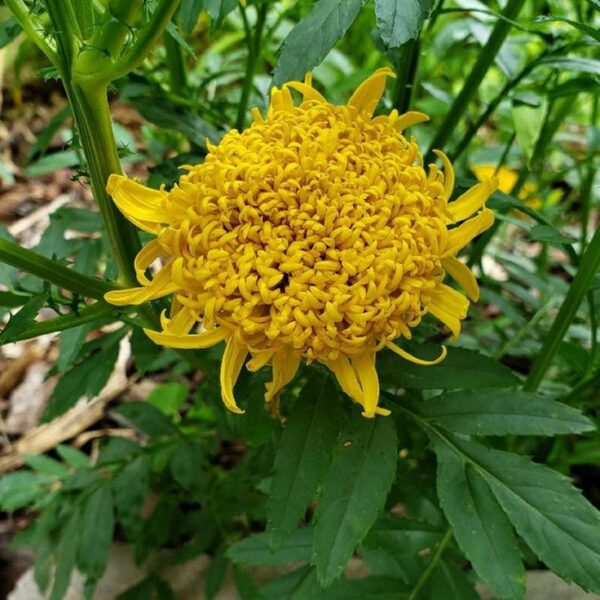 Marigold (Mission Giant Yellow)