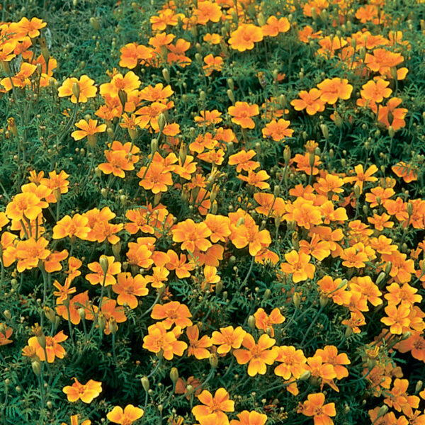 Marigold (Tangerine Gem)