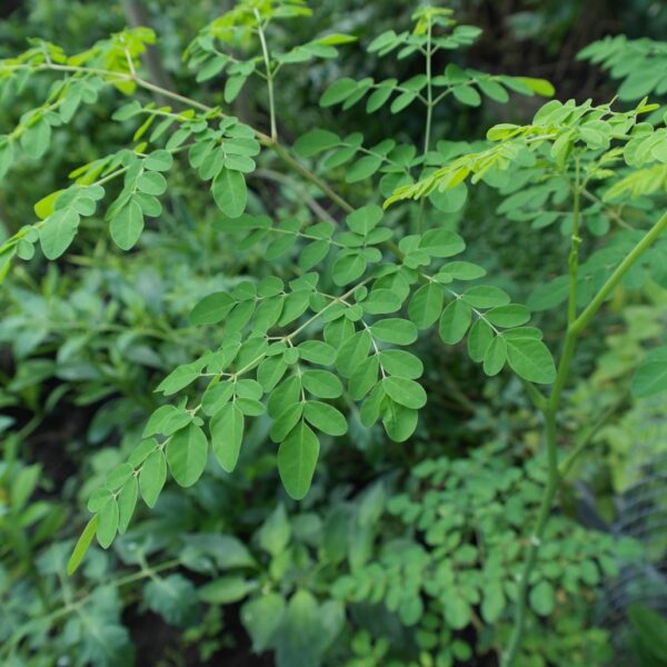 Moringa