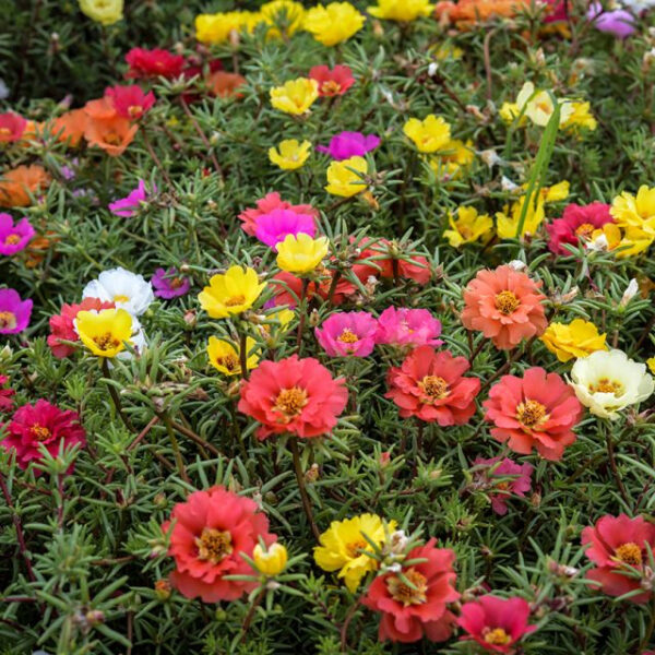 Moss Rose (Double Flowered Mix)