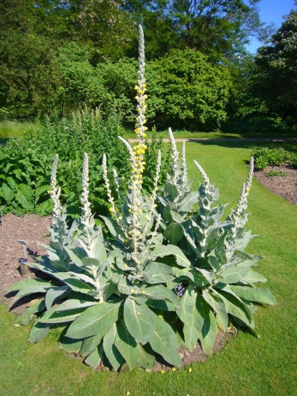 Mullein (Common)