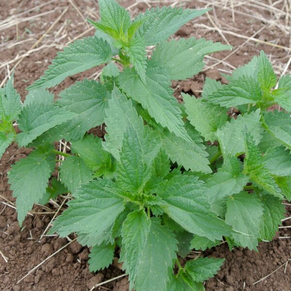 Nettle (Stinging Nettle)