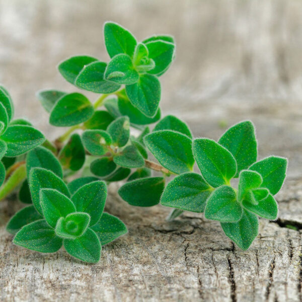 Oregano (Greek)