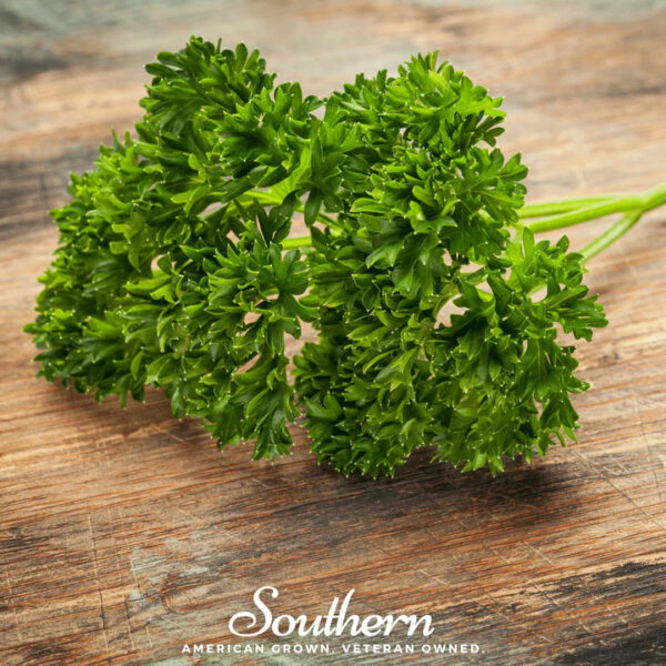 Parsley (Evergreen)