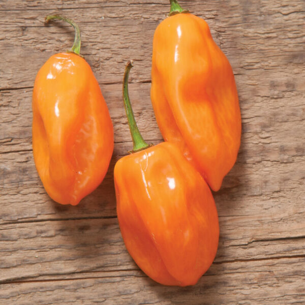 Pepper (Hot-5 - Habanero)